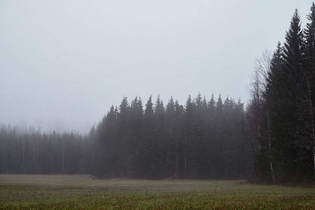 Piękne ujęcie lasu podczas mglistej pogody