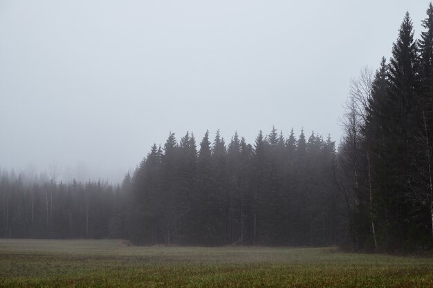 Piękne ujęcie lasu podczas mglistej pogody