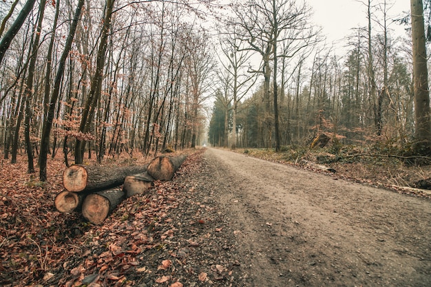 Piękne ujęcie leśnej drogi z ponurym niebem