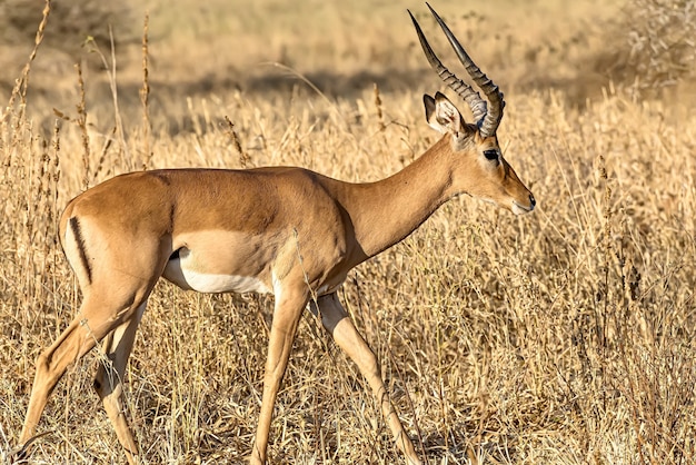 Bezpłatne zdjęcie piękne ujęcie mężczyzny impala na polach