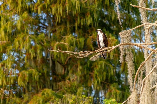 Piękne ujęcie Osprey Egret siedzącej na gałęzi w rezerwacie Circle-B-Bar w pobliżu Lakeland na Florydzie