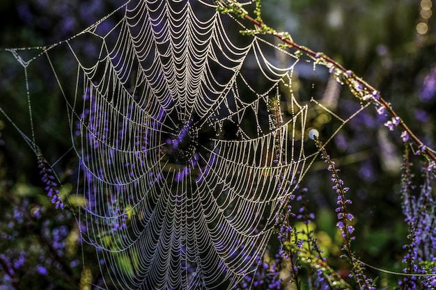 Bezpłatne zdjęcie piękne ujęcie pajęczyny wiszące na gałęziach