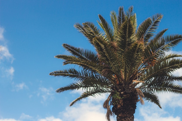 Piękne ujęcie palmy z błękitnego nieba