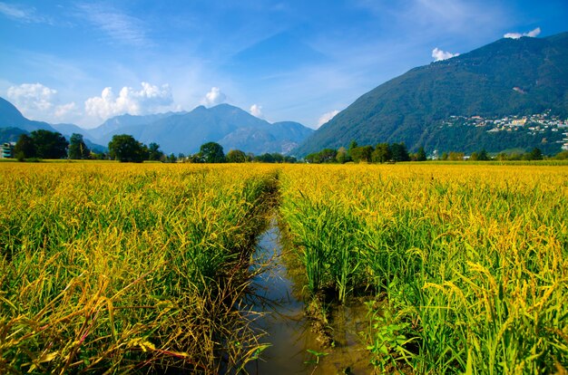 Piękne ujęcie pola ryżowego w górach Ticino w Szwajcarii