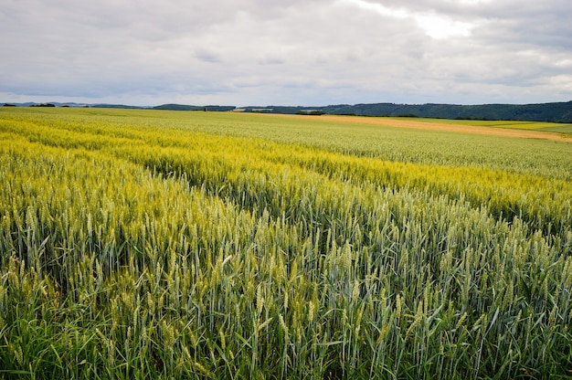 Piękne ujęcie pola w pobliżu drogi w Niemczech