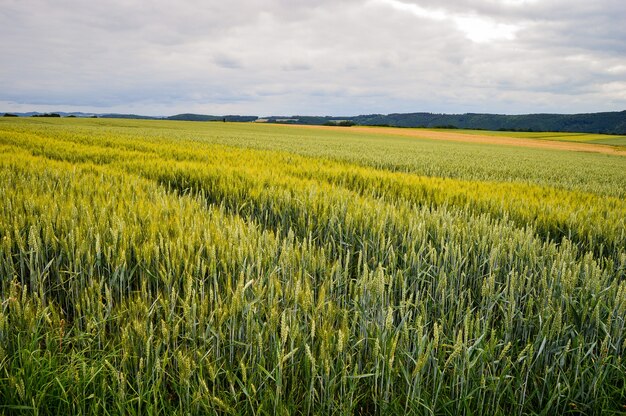 Piękne ujęcie pola w pobliżu drogi w Niemczech