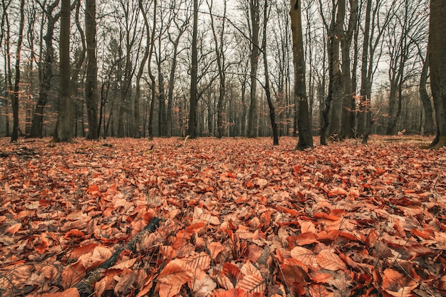 Piękne ujęcie przerażającego lasu z ponurym niebem