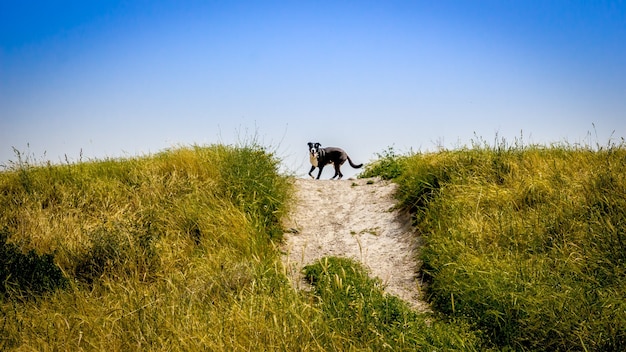 Piękne ujęcie psa biegnącego na wzgórzu z jasnym, błękitnym niebem