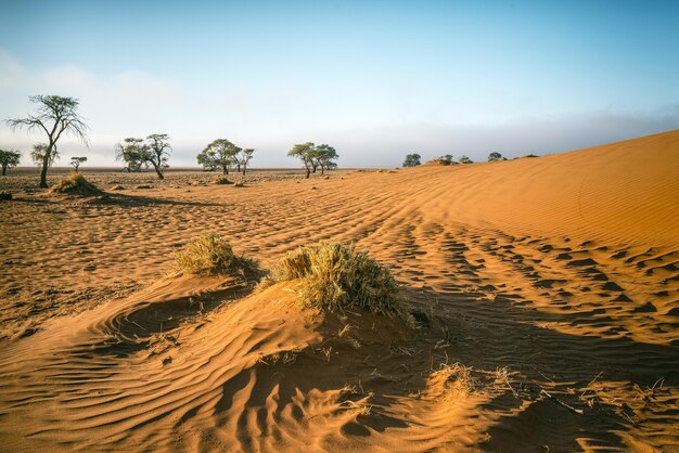 Piękne ujęcie pustyni Namib w Afryce z czystym błękitnym niebem