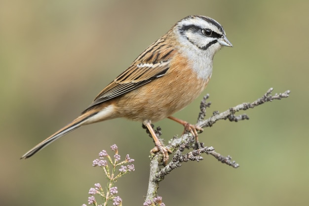 Piękne ujęcie Rock Bunting ptaka siedzący na gałęzi w lesie