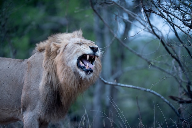 Piękne ujęcie ryczącego lwa płci męskiej z niewyraźnym tłem