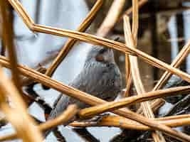 Bezpłatne zdjęcie piękne ujęcie słodkie japońskie bulbul brązowy stojący na gałęzi w pobliżu stawu w tokio, japonia