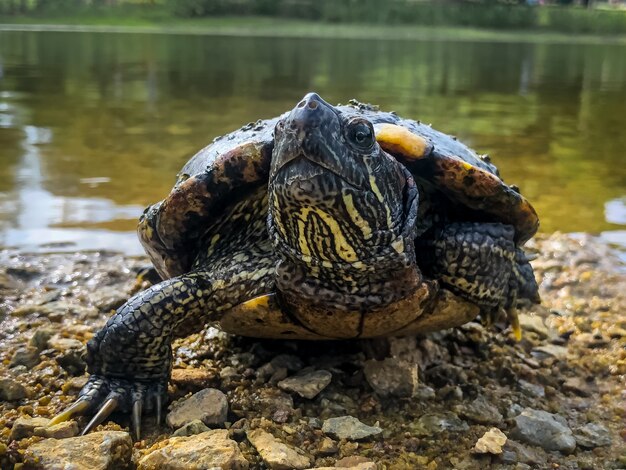 Piękne ujęcie słodkiego żółwia w pobliżu brzegu jeziora otoczonego drzewami