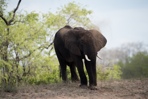 Piękne ujęcie słonia afrykańskiego z niewyraźnym tłem