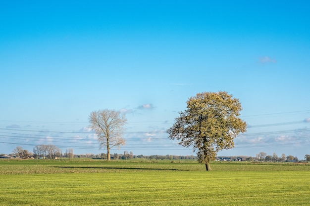 Piękne ujęcie trawiastego pola z drzewami i błękitne niebo w tle