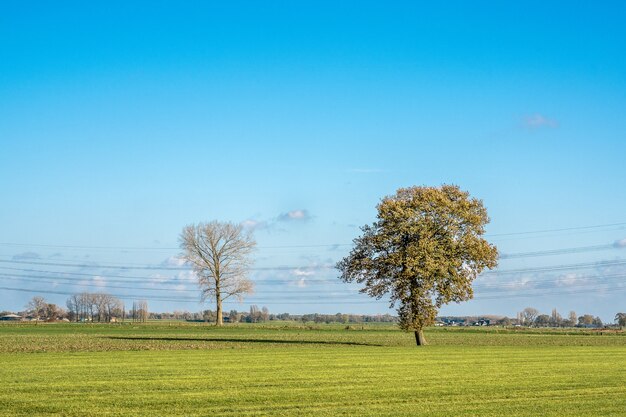 Piękne ujęcie trawiastego pola z drzewami i błękitne niebo w tle