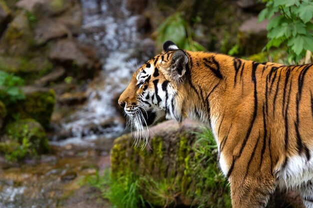 Piękne ujęcie tygrysa stojącego w lesie w ciągu dnia