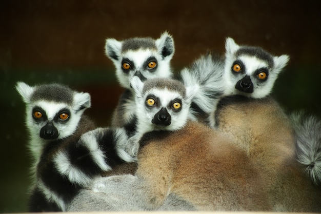Piękne ujęcie uroczych lemurów ogoniastych, wpatrujących się intensywnie