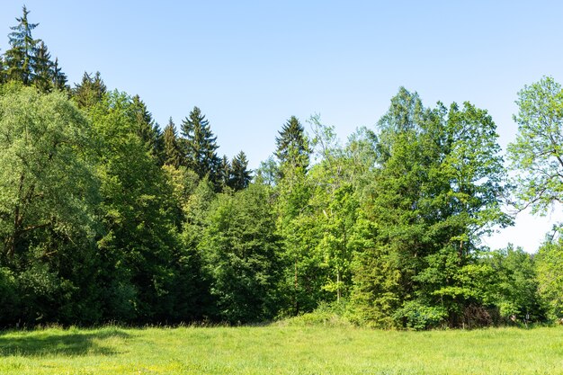 Piękne ujęcie zieleni pod jasnym, błękitnym niebem