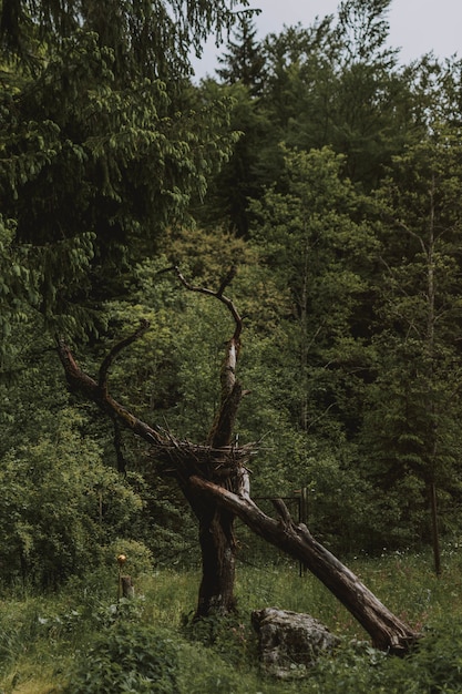 Piękne ujęcie zielonych drzew w lesie