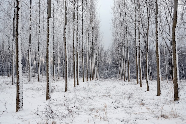 Piękne ujęcie zimowego śnieżnego lasu krajobraz