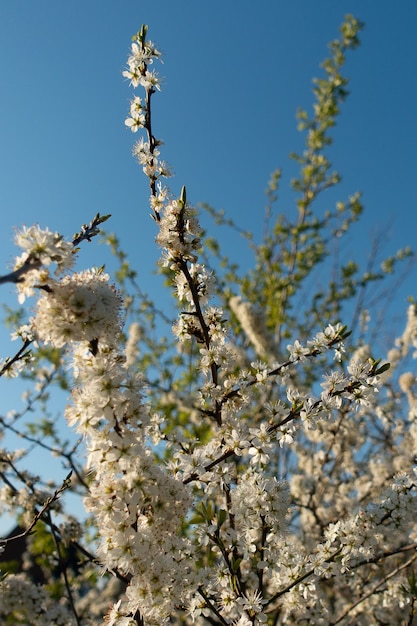 Piękne zdjęcia białych kwiatów kwitnącego drzewa z błękitnym niebem