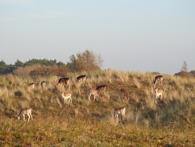 Piękne zdjęcie jelenia na łące w Holandii