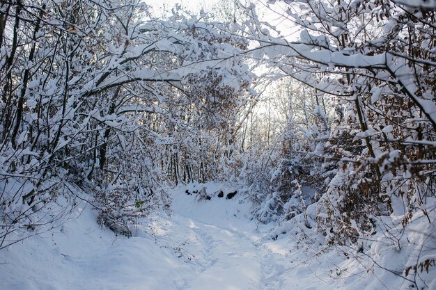 Piękne zdjęcie lasu na górze pokrytej śniegiem zimą