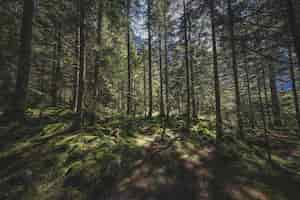 Bezpłatne zdjęcie piękne zdjęcie lasu ze światłem słonecznym