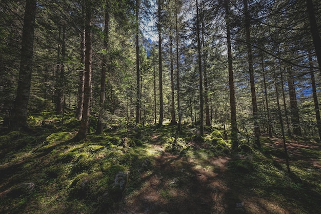Piękne zdjęcie lasu ze światłem słonecznym