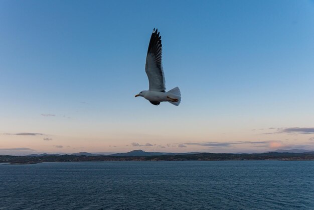 Piękne zdjęcie morskich fal Ptak latający