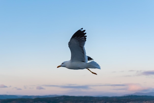 Piękne zdjęcie morskich fal Ptak latający