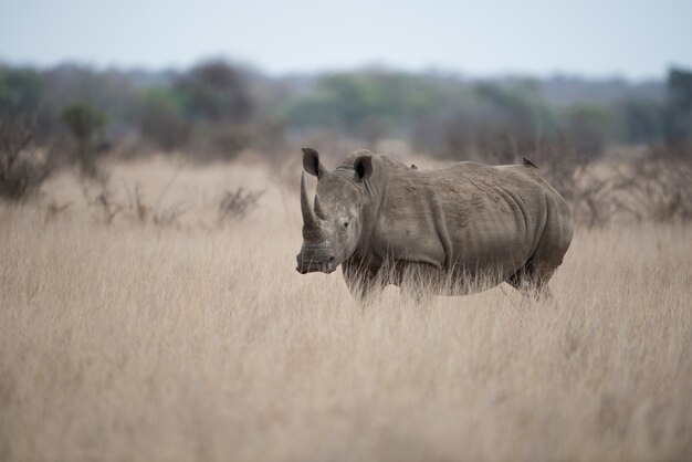Piękne zdjęcie nosorożca stojącego samotnie w polu krzaków