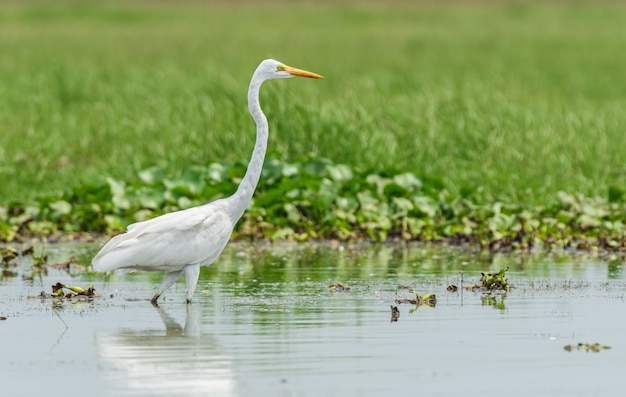 Piękne zdjęcie ptaka Czapla biała w jeziorze Chilika w Odisha w Indiach