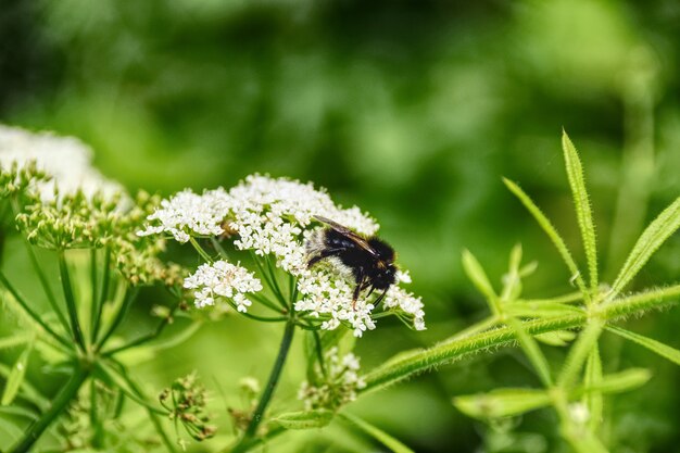Piękne zdjęcie rośliny z drobnymi białymi kwiatkami i owadem