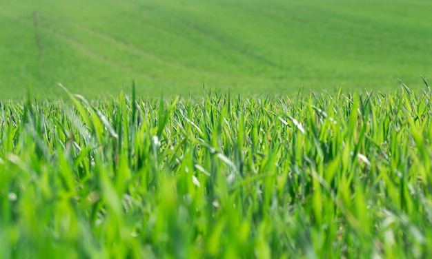 Piękne zielone pola pszenicy na Ukrainie. Zielone kiełki pszenicy w polu, zbliżenie. Koncepcja ochrony ekologii. Poznaj piękno świata.