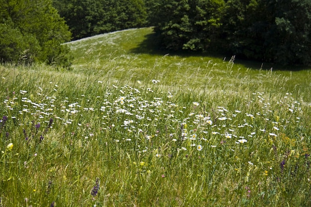 Piękne zielone pole z dużą ilością kolorowych polnych kwiatów