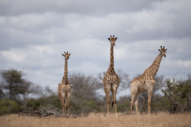 Bezpłatne zdjęcie piękne żyrafy spacerujące po polu buszu