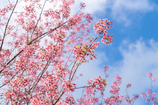 Pięknego różowego czereśniowego prunus cerasoides Dzika Himalajska wiśnia jak Sakusa kwiatu kwitnienie przy północnym Thailand, Chiang Mai, Tajlandia.