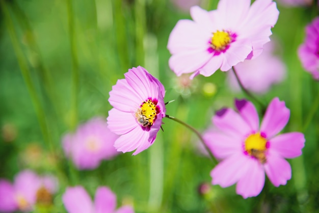 Pięknej wiosny purpurowy kosmos kwitnie w zielonym ogrodowym tle