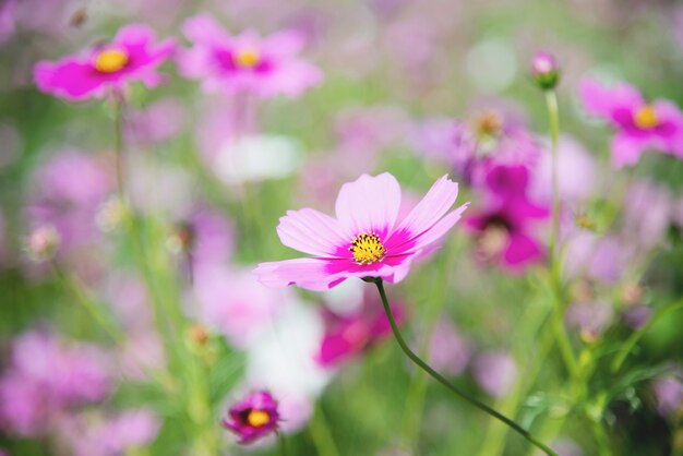Pięknej wiosny purpurowy kosmos kwitnie w zielonym ogrodowym tle