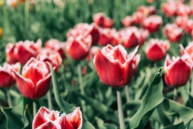 Piękni kwitnący czerwoni tulipanowi kwiaty
