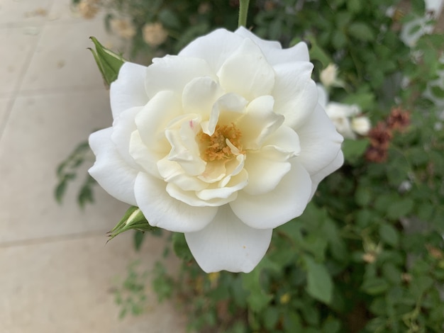 Pięknie rozkwitła biała róża w ogrodzie