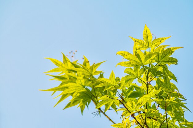 Piękno fraxinus niebieskie rośliny środowiskowe