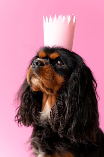 Piękny angielski zabawkowy spaniel pies portret zwierzaka