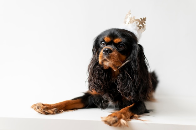 Piękny angielski zabawkowy spaniel pies portret zwierzaka