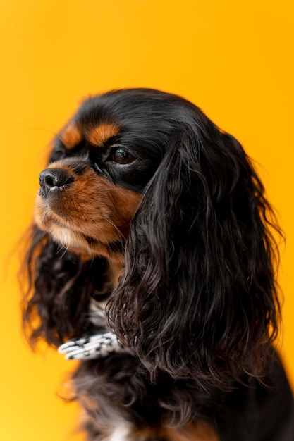Piękny angielski zabawkowy spaniel pies portret zwierzaka