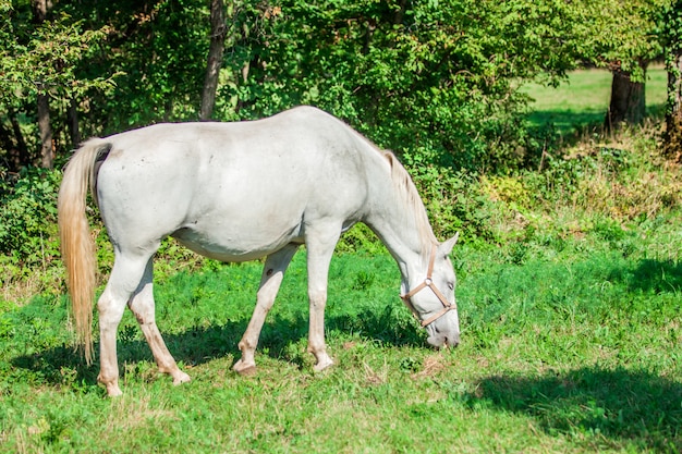 Bezpłatne zdjęcie piękny biały koń wypasany na zielonej trawie w lipica, park narodowy w słowenii