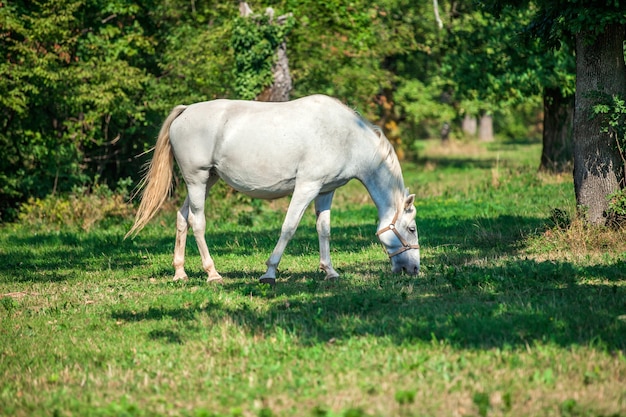 Bezpłatne zdjęcie piękny biały koń wypasany na zielonej trawie w lipica, park narodowy w słowenii