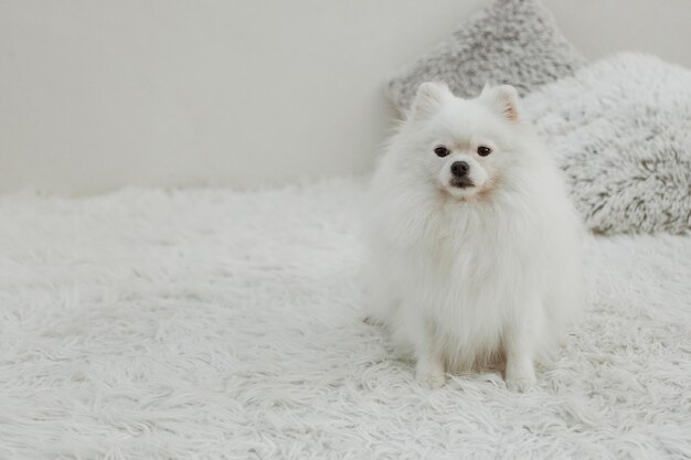 Piękny biały pies siedzi na łóżku kopia przestrzeń